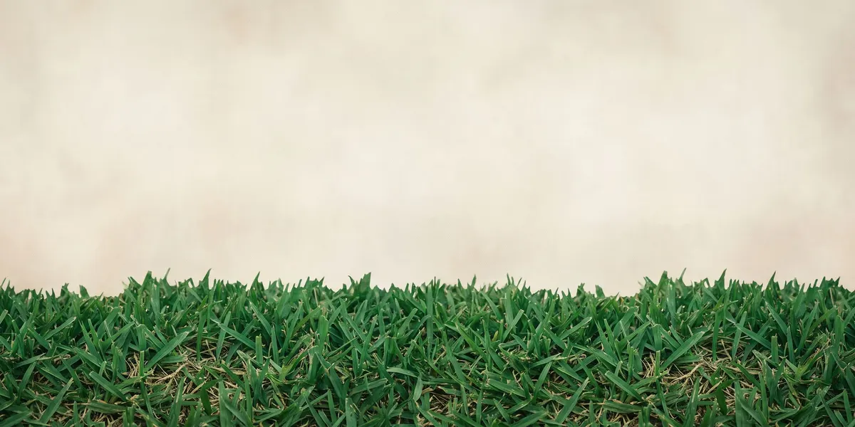 Close-cropped band of living, textured warm-season lawn turf with a jagged mow-stripe edge, no people or specific property shown