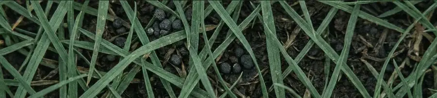 Narrow horizontal strip of close-up turf-blade and fertilizer-granule texture, abstract, no scale reference, no property shown
